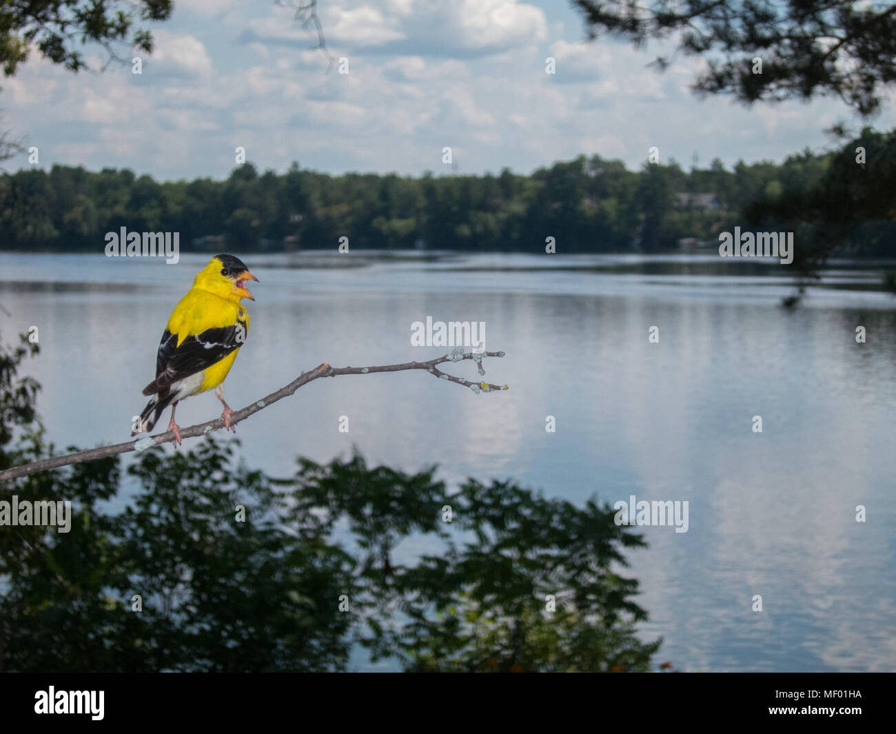 American cardellino cinguettio rumorosamente da un lago Foto Stock