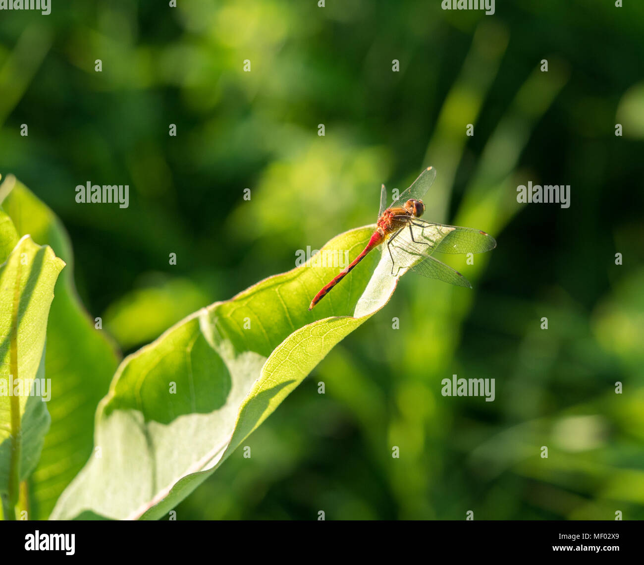 Ruby meadowhawk dragonfly riscaldando le sue ali su una foglia. Foto Stock