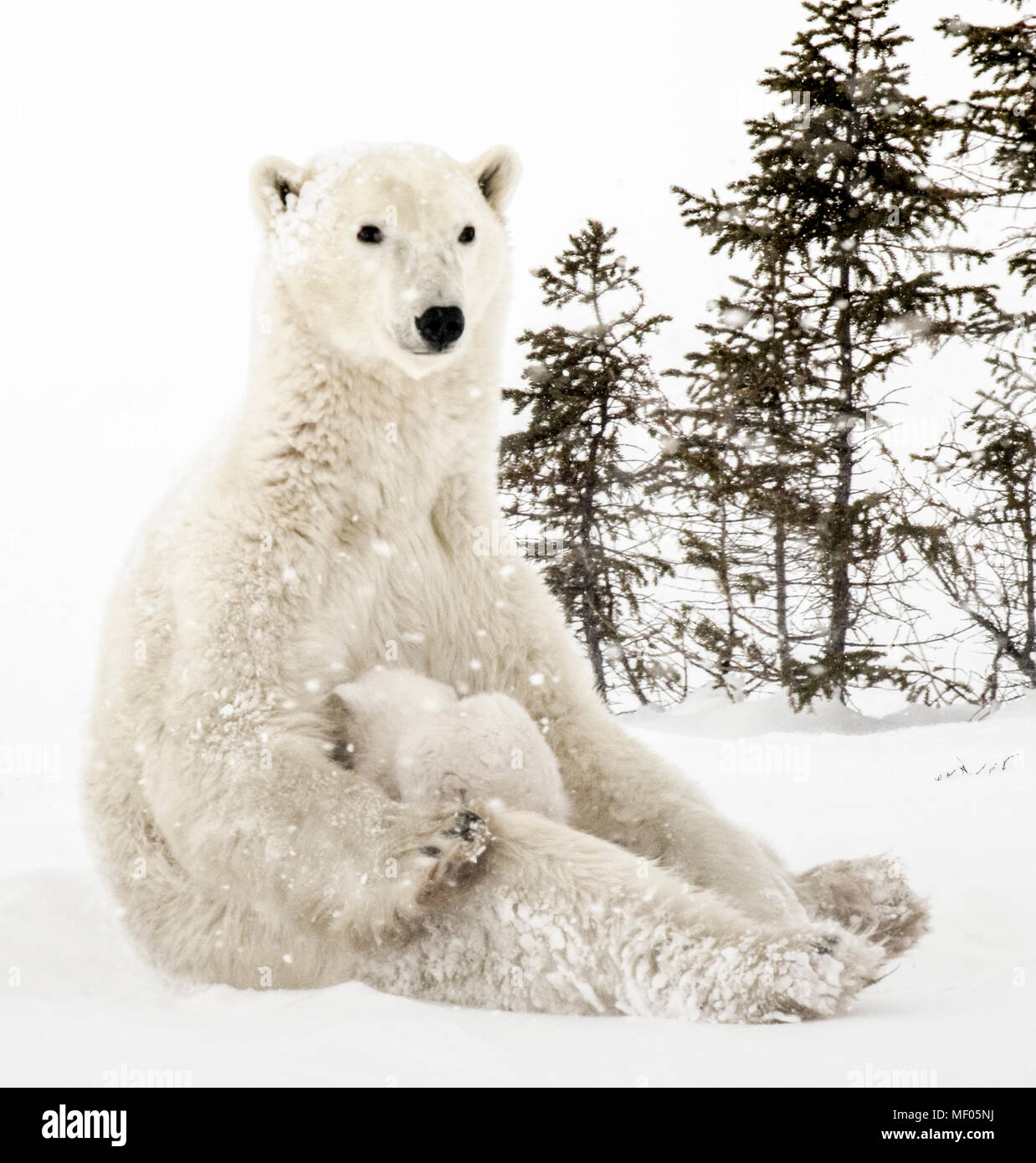 Orso polare madre allattava il Cubs vicino al denning area di Wapusk National Park, Manitoba, Canada. Foto Stock