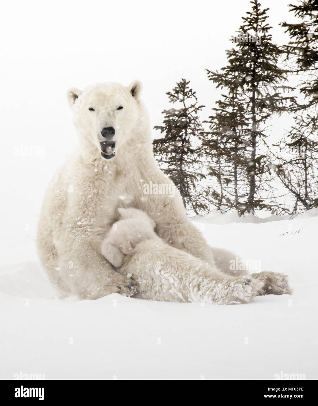 Orso polare madre allattava il Cubs vicino al denning area di Wapusk National Park, Manitoba, Canada. Foto Stock