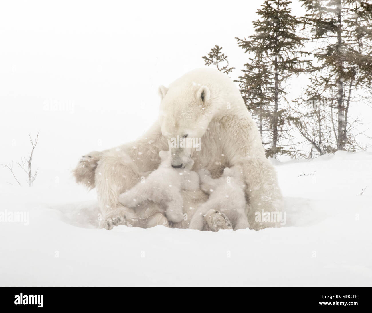 Orso polare madre allattava il Cubs vicino al denning area di Wapusk National Park, Manitoba, Canada. Foto Stock