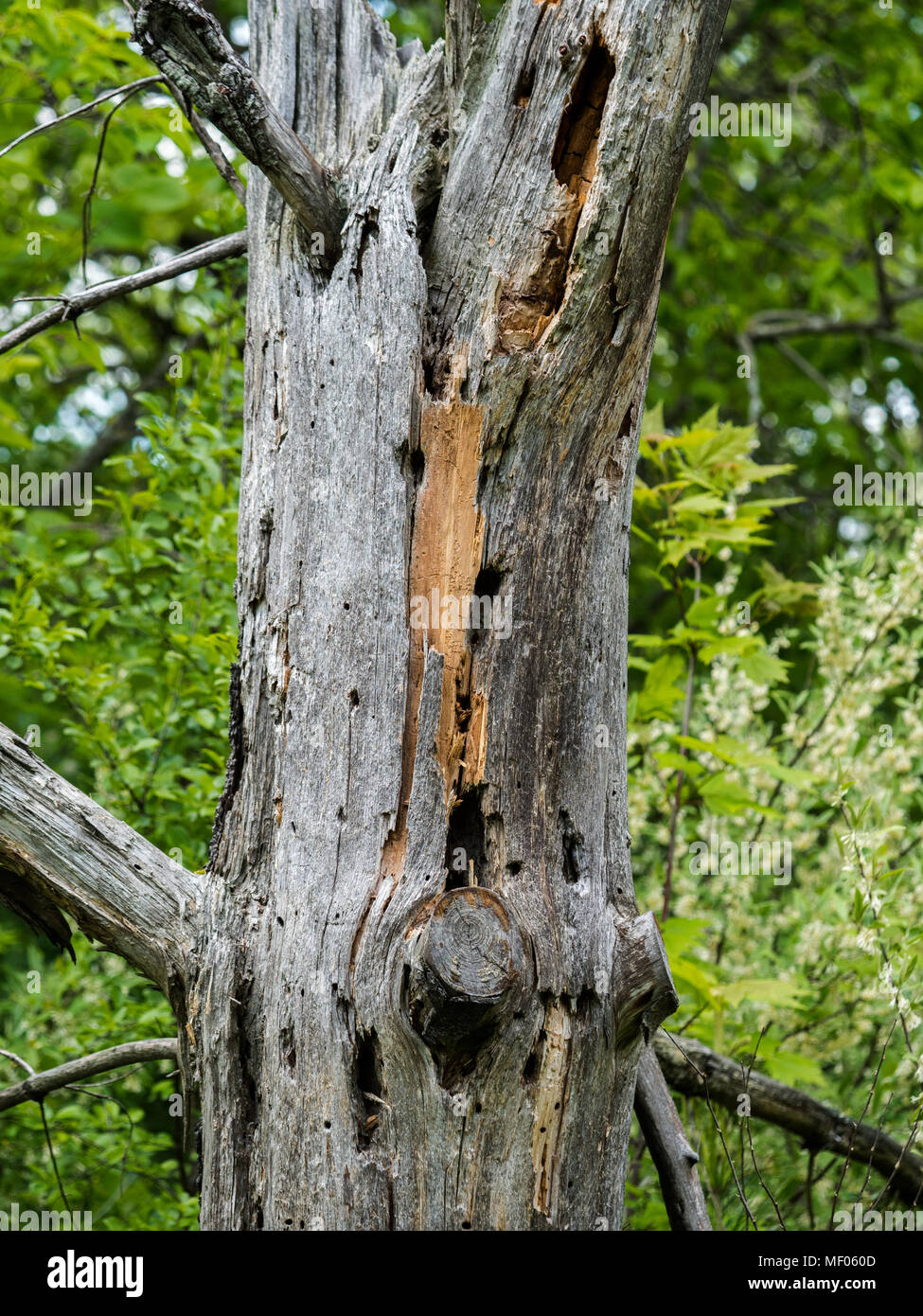 Albero morto pieno di fori profondi malati nel bosco. Foto Stock