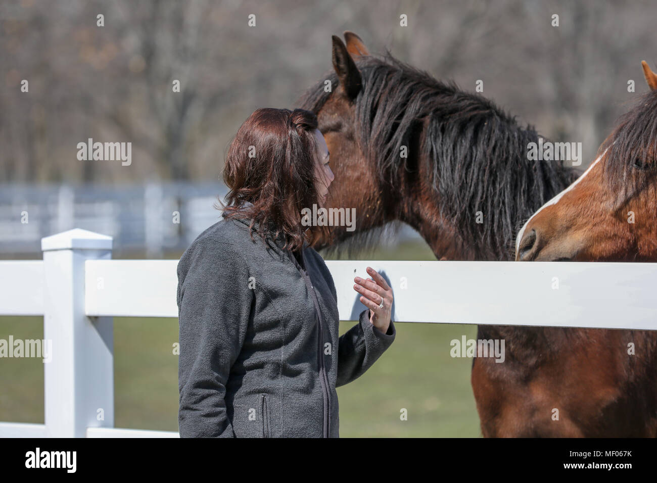 Donna che interagisce con due bellissimi cavalli. Foto Stock