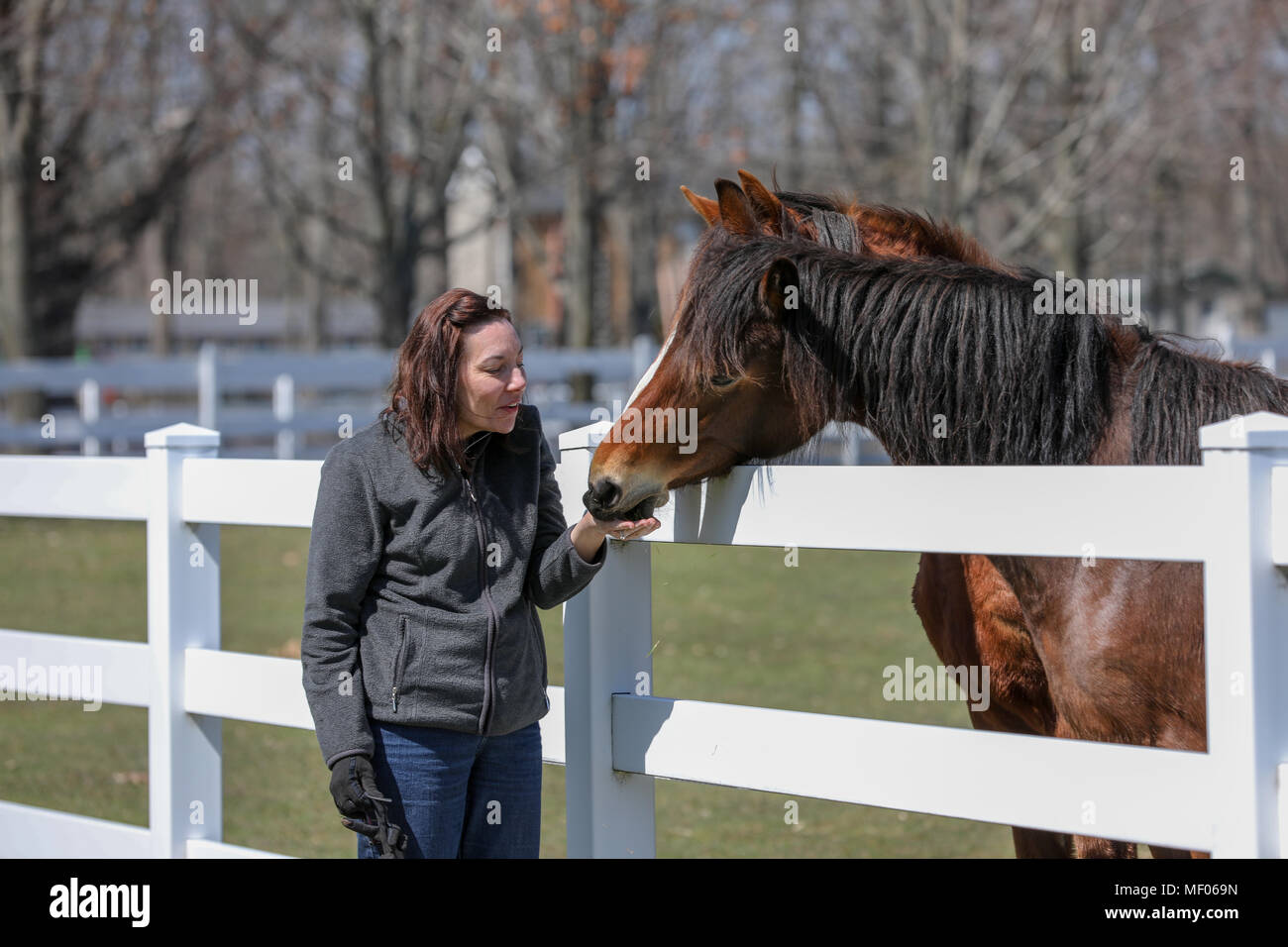Donna che interagisce con due bellissimi cavalli. Foto Stock