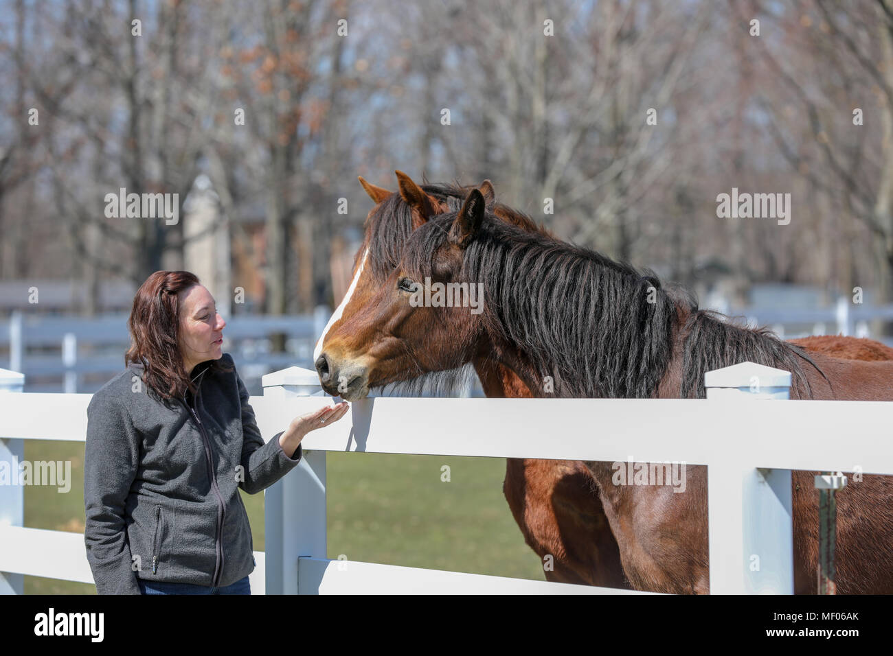 Donna che interagisce con due bellissimi cavalli. Foto Stock