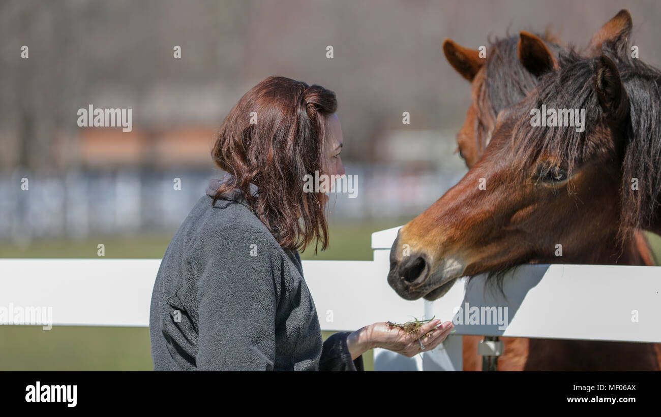Donna che interagisce con due bellissimi cavalli. Foto Stock