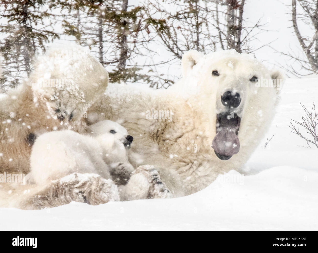 Assonnato orso polare mom coccole e infermieri i suoi cuccioli. Foto Stock