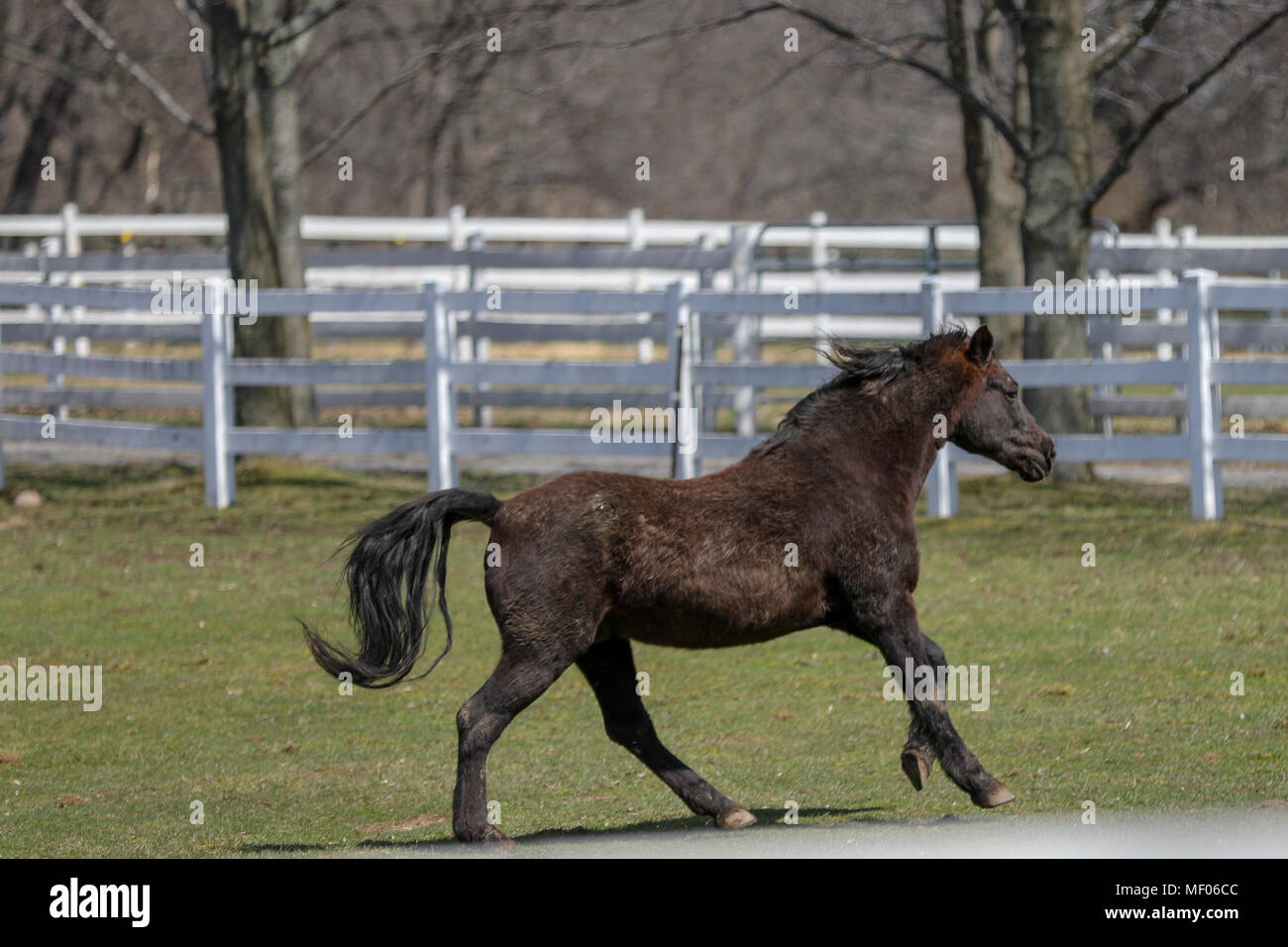 Donna che interagisce con due bellissimi cavalli. Foto Stock