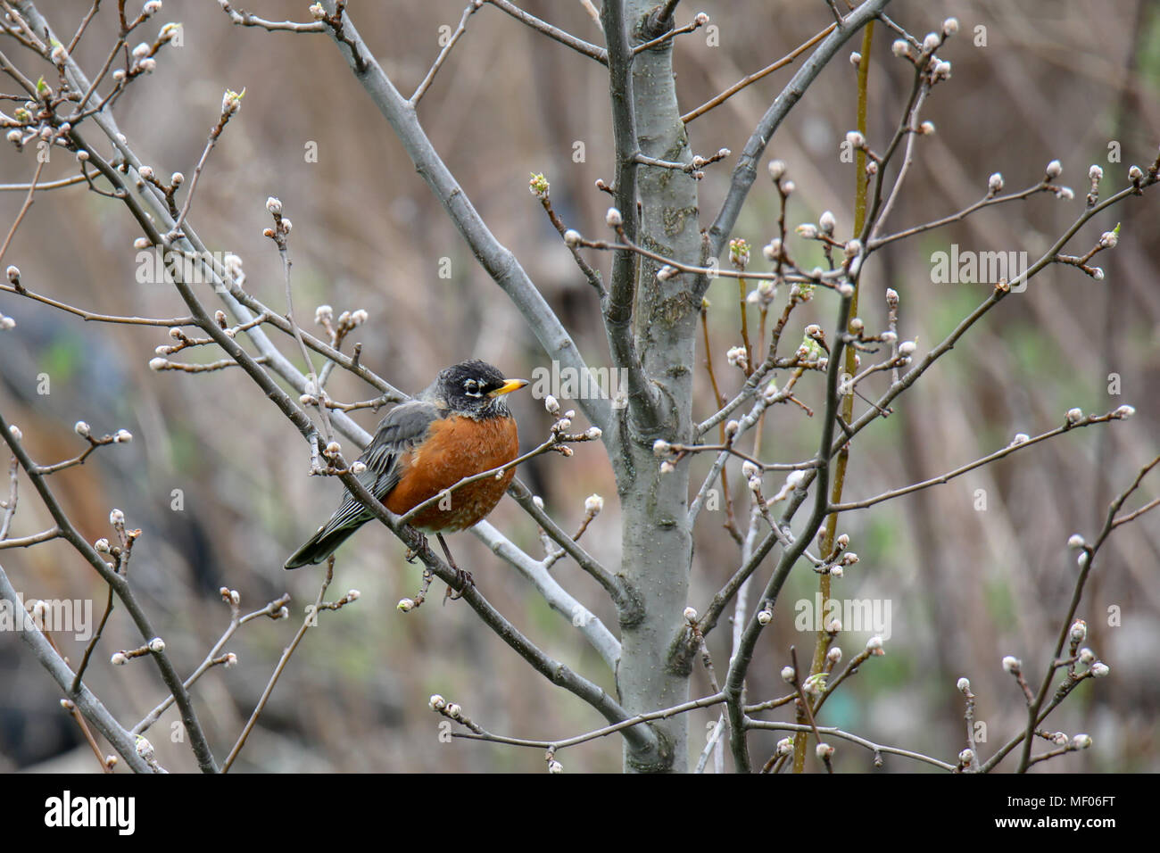 Chiudere fino a Robin (uccello) sulla seduta sul ramo. Foto Stock