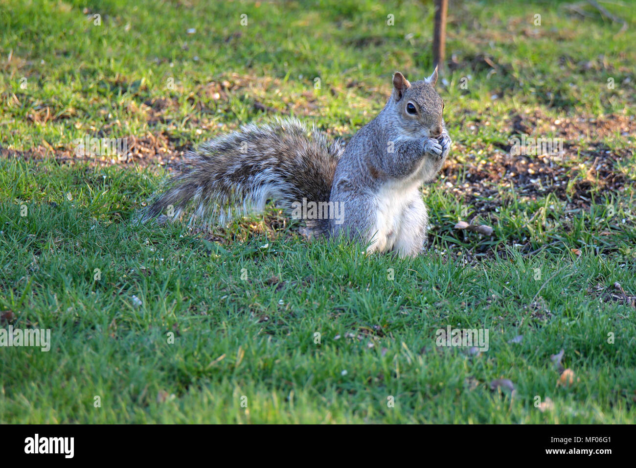 Foto di scoiattolo carino, in piedi sulle zampe posteriori, mangiando un seme. Foto Stock