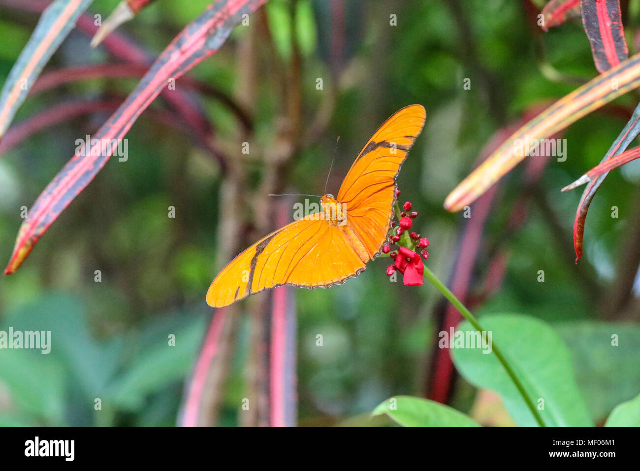 Immagini di colore arancione farfalla in giardino Foto Stock