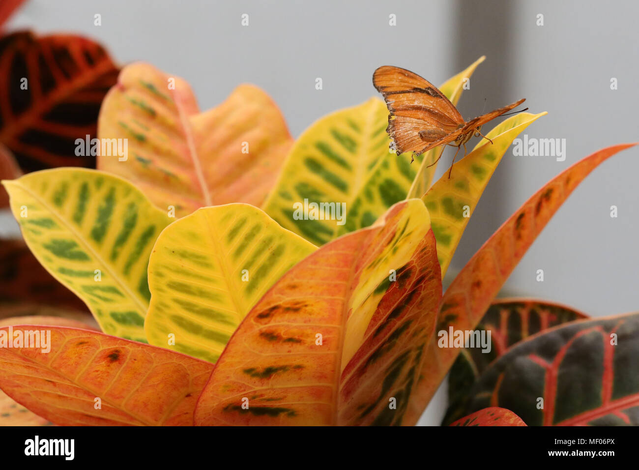 Immagini di colore arancione farfalla in giardino Foto Stock