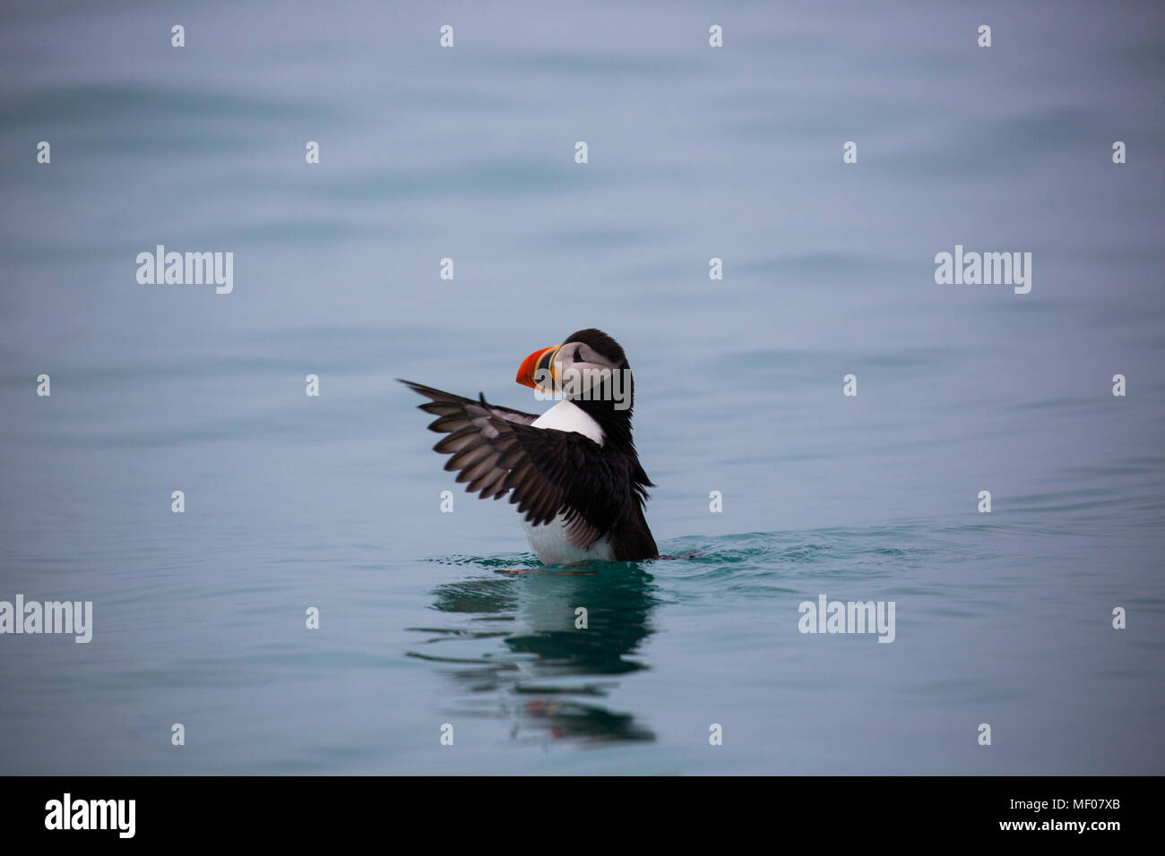 Atlantic puffin (Fratercula arctica) Spitsbergen Foto Stock