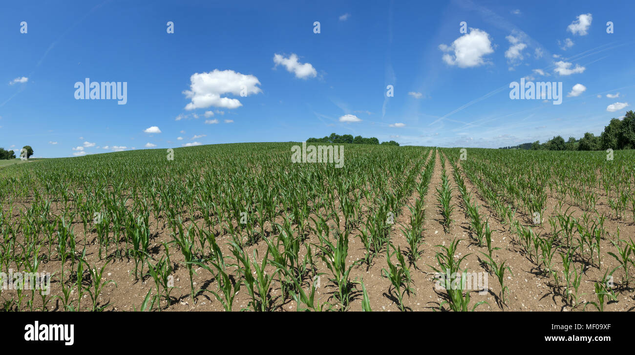 Campo con giovani piante di mais Foto Stock