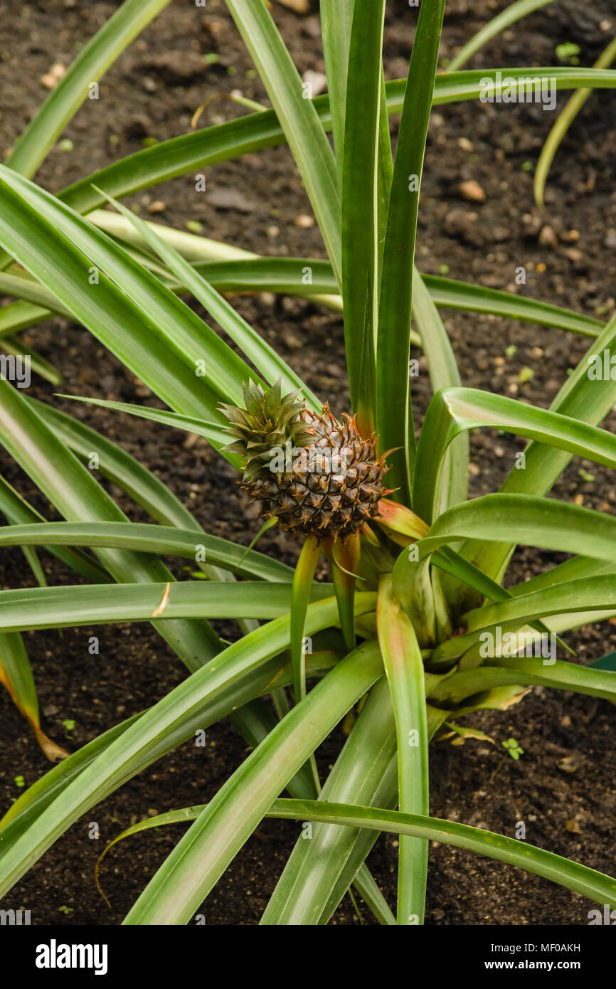 Ananas nome latino Ananas comosus una pianta tropicale originaria del Sud America e cresciuto estesamente commercialmente in tutto il mondo Foto Stock