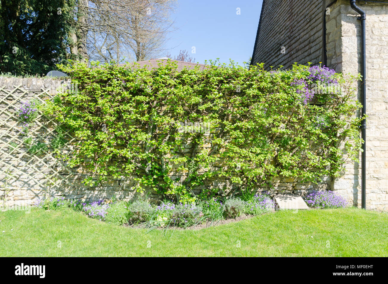 Piante che crescono fino a parete giardino nel grazioso villaggio Costwold di macellazione inferiore nel Gloucestershire, Regno Unito Foto Stock