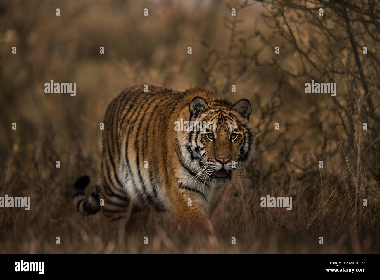 Tigre Siberiana femmina di camminare verso la telecamera / Panthera tigris altaica / Giovani / tiger imparare a cacciare Foto Stock
