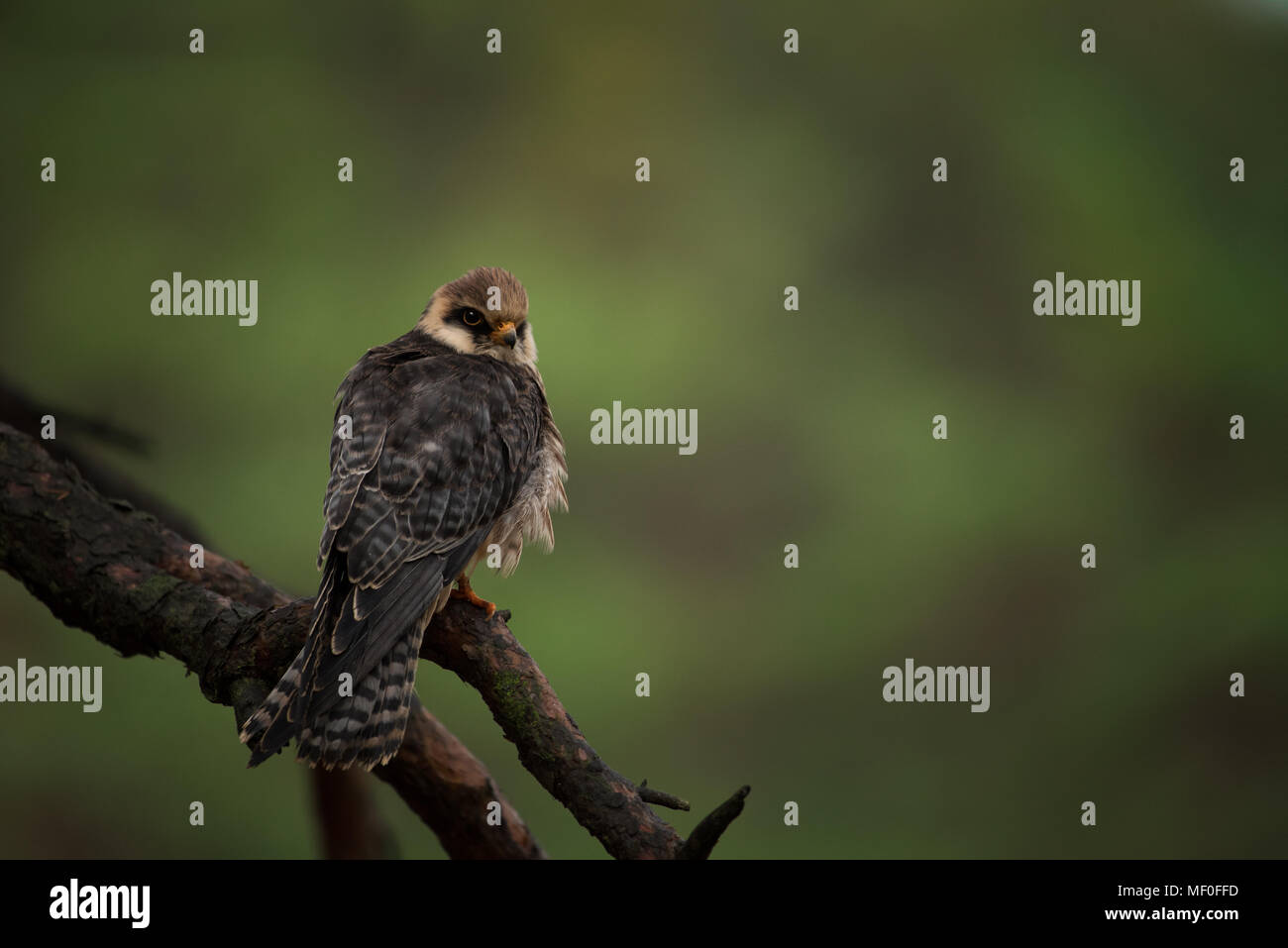 Rosso-footed falcon femmina in appoggio su un ramo / rapace / sfondo verde / Falcon testa di tornitura Foto Stock