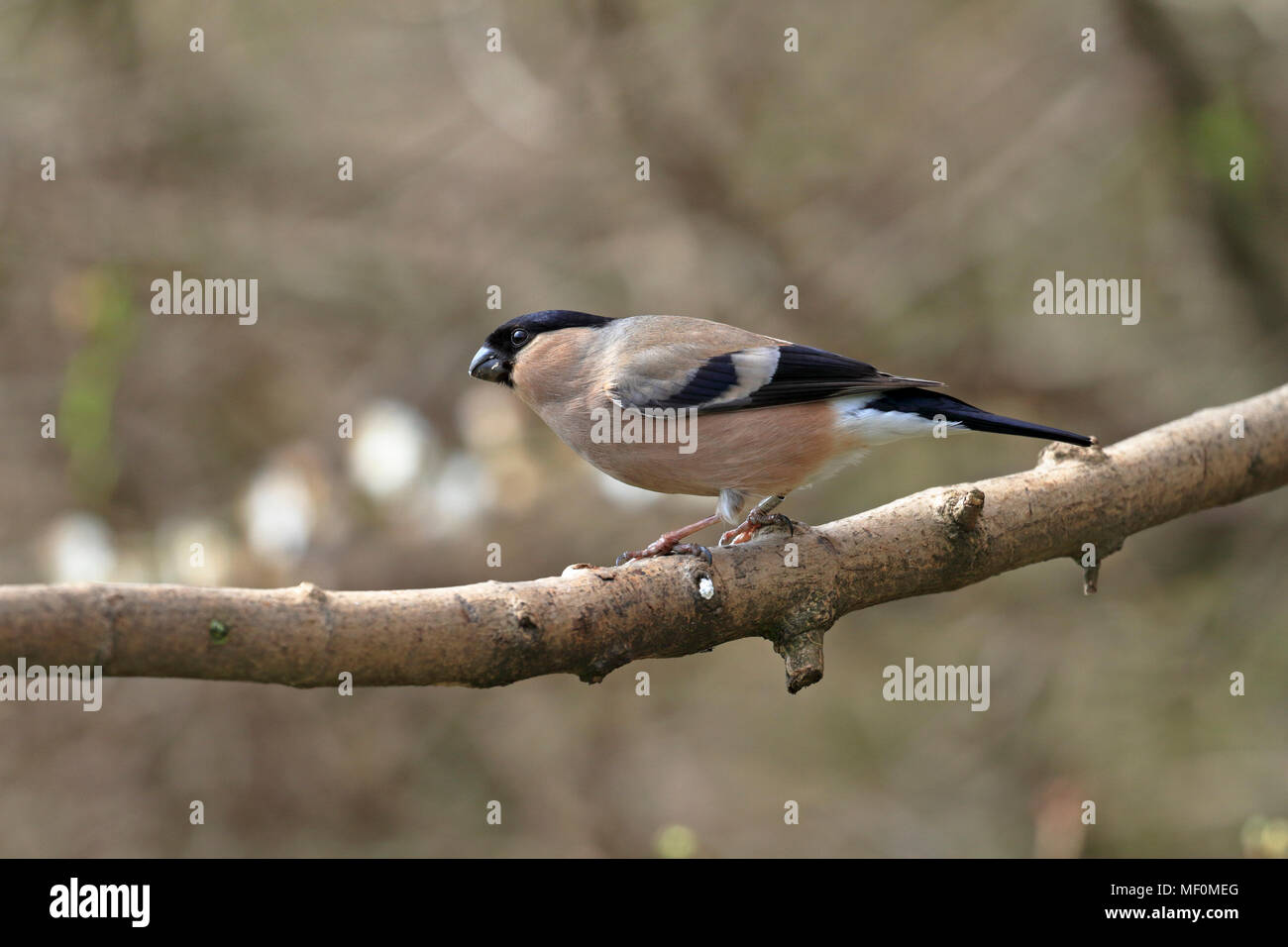 Femmina adulta Bullfinch, Pyrrhula pyrrhula appollaiato su un ramo, Inghilterra, Regno Unito. Foto Stock