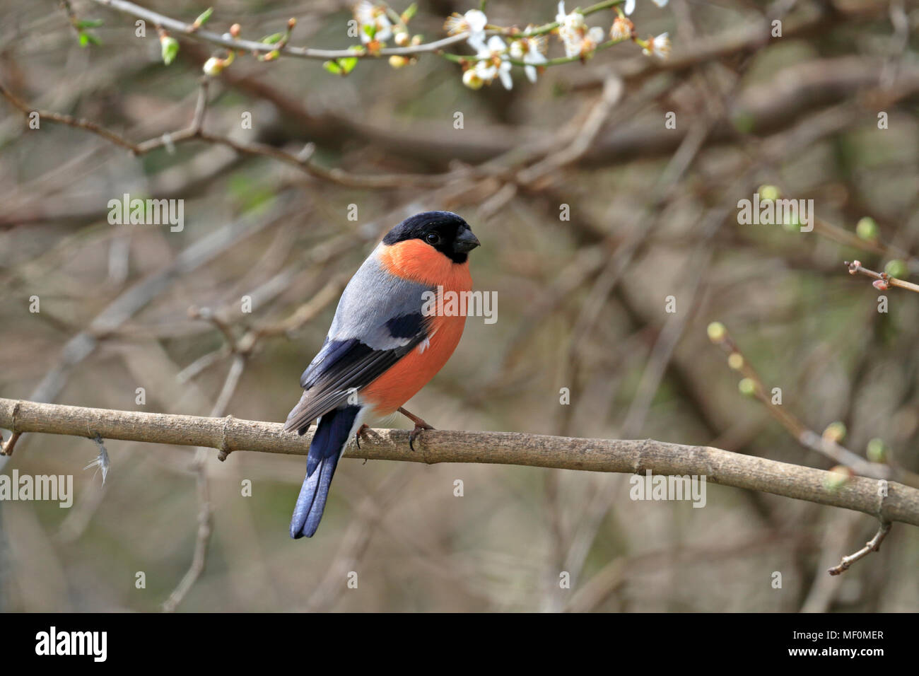 Maschio adulto Bullfinch, Pyrrhula pyrrhula, appollaiato su un ramo, Inghilterra, Regno Unito. Foto Stock