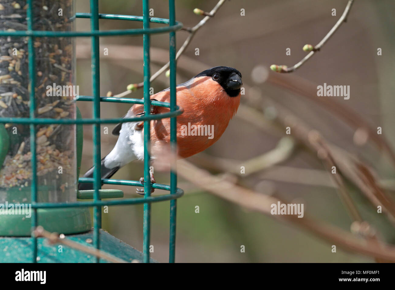 Maschio adulto Bullfinch, Pyrrhula pyrrhula alimentando ad un bird feeder, Inghilterra, Regno Unito. Foto Stock