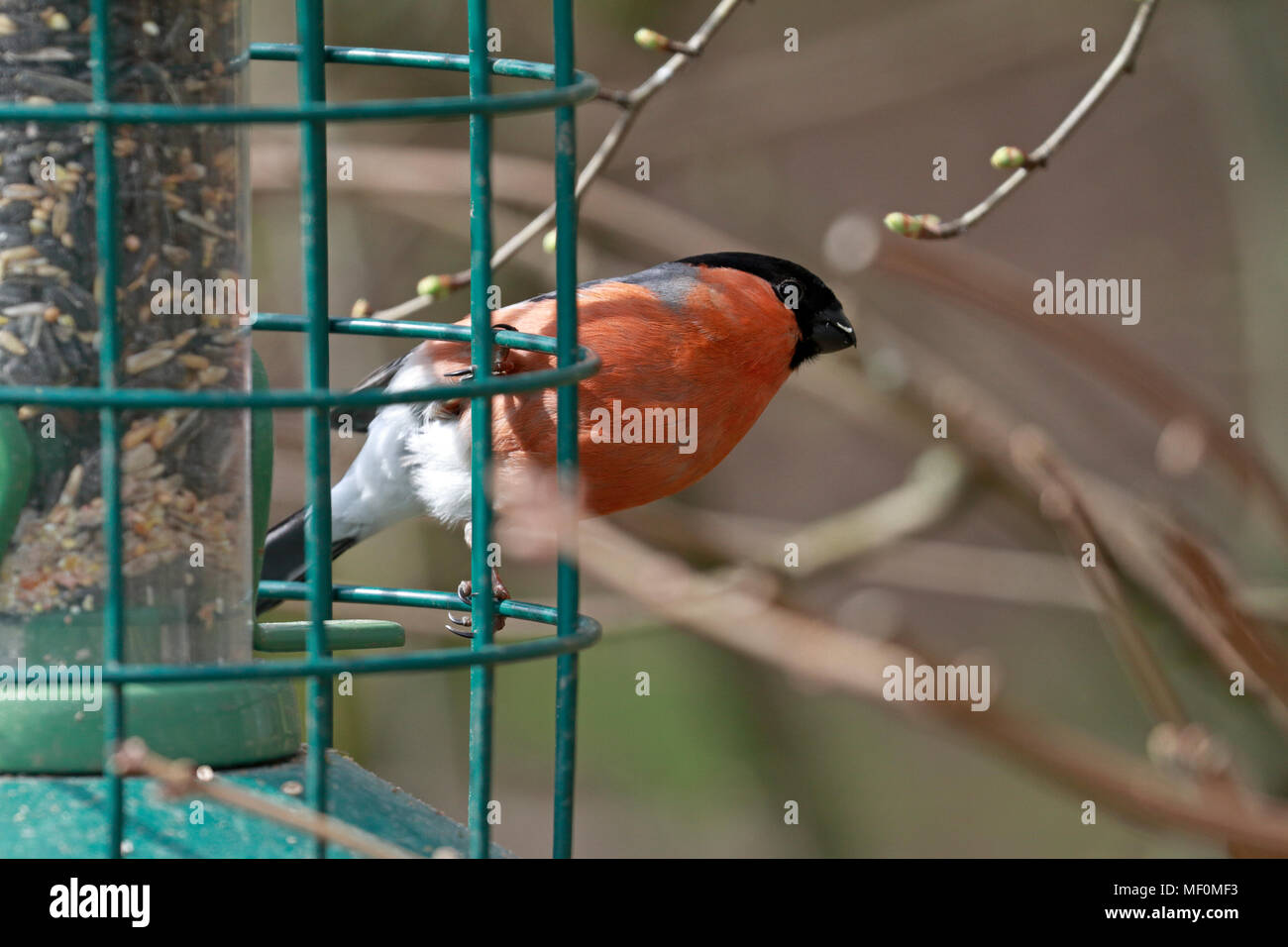 Maschio adulto Bullfinch, Pyrrhula pyrrhula alimentando ad un bird feeder, Inghilterra, Regno Unito. Foto Stock