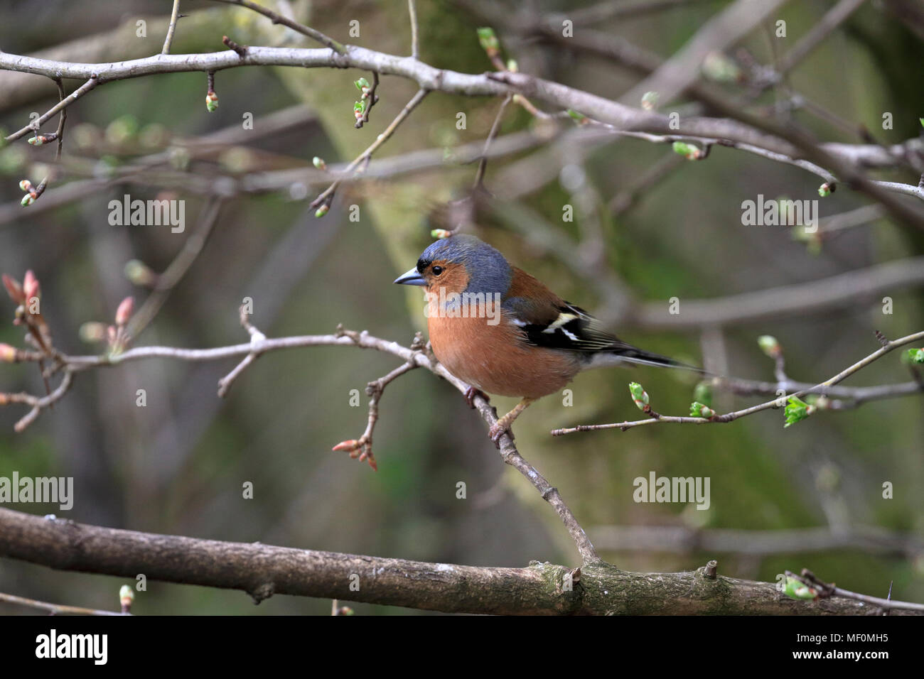 Maschio adulto fringuello, Fringilla coelebs in una siepe, Inghilterra, Regno Unito. Foto Stock