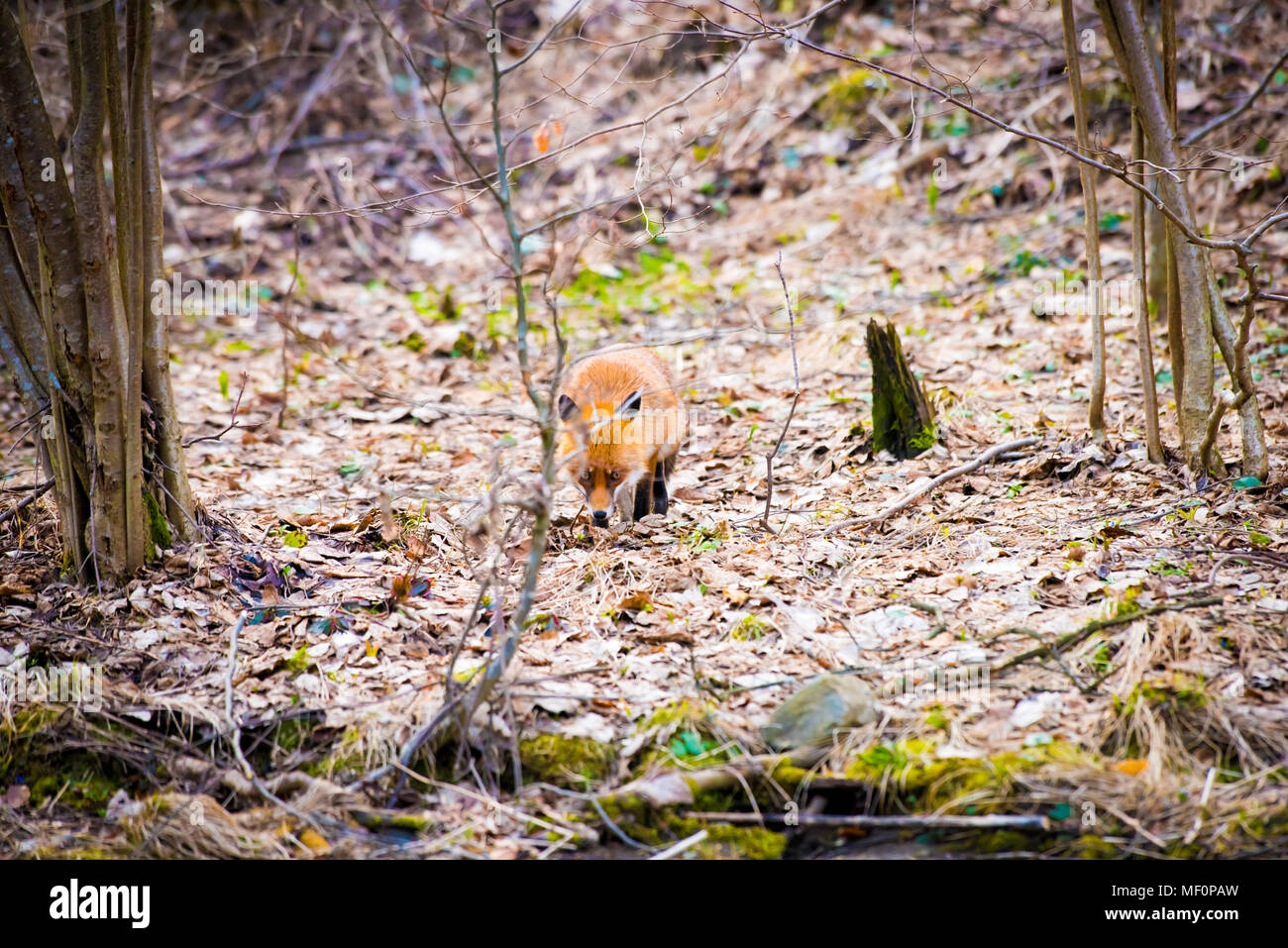 Wild Red Fox nella foresta. La fauna selvatica in ambiente naturale Foto Stock