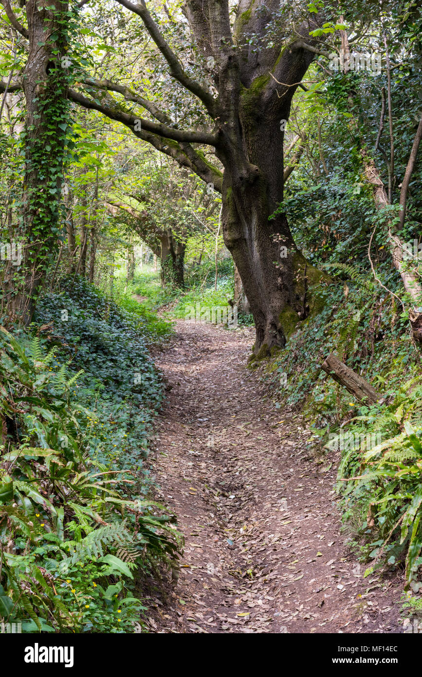 Un percorso attraverso i boschi o un ceduo, spinney foresta o sull'Isola di Wight. Via o percorso per escursionisti e camminatori con alberi lato o fangoso. Foto Stock