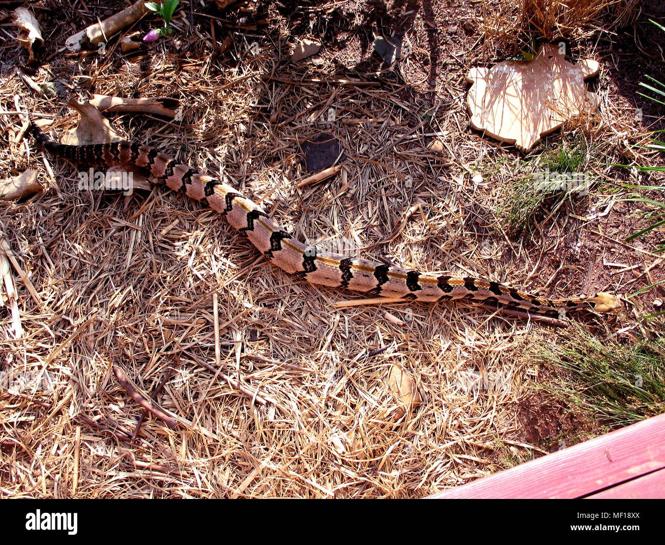Legname rattlesnake (Crotalus horridus), 2005. Immagine cortesia di centri per il controllo delle malattie (CDC) / Edward J. Wozniak. () Foto Stock