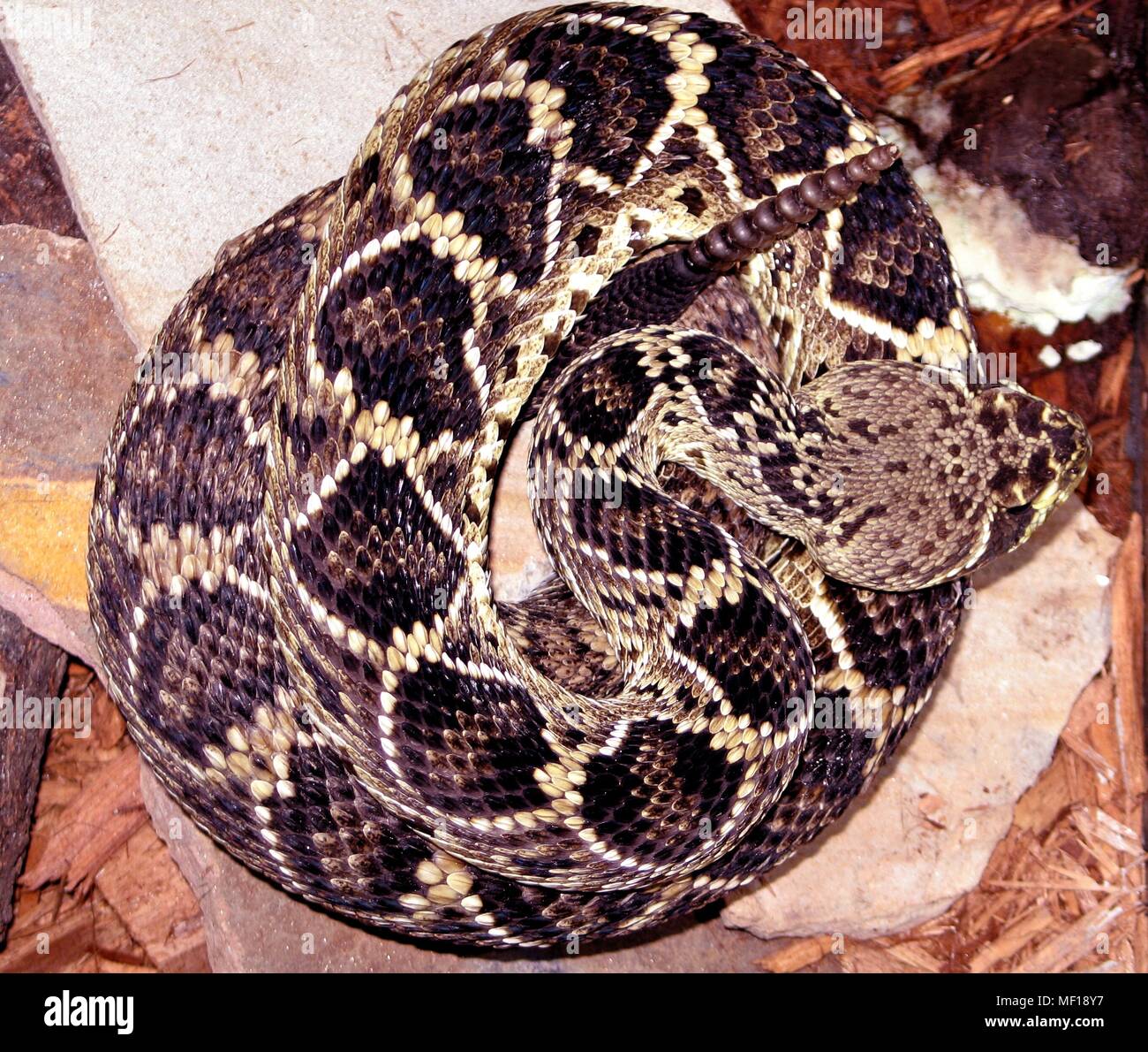 Eastern diamondback rattlesnake (Crotalus adamanteus), 2005. Immagine cortesia di centri per il controllo delle malattie (CDC) / Edward J. Wozniak. () Foto Stock