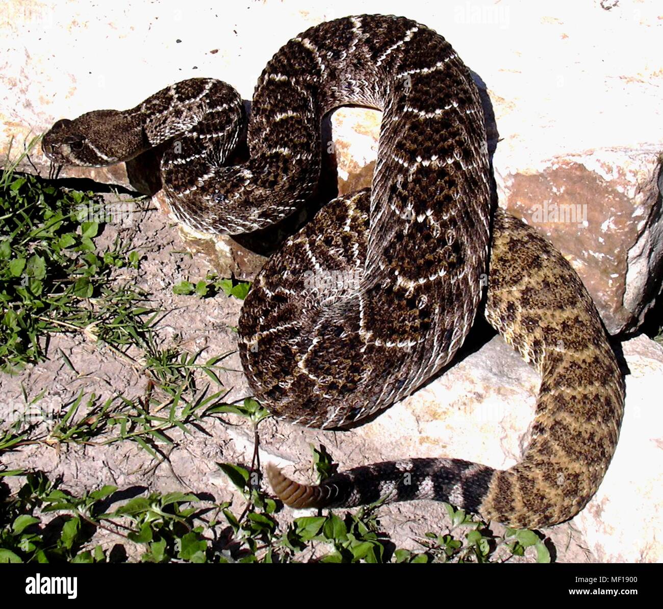 Western diamondback rattlesnake (Crotalus atrox), 2005. Immagine cortesia di centri per il controllo delle malattie (CDC) / Edward J. Wozniak. () Foto Stock