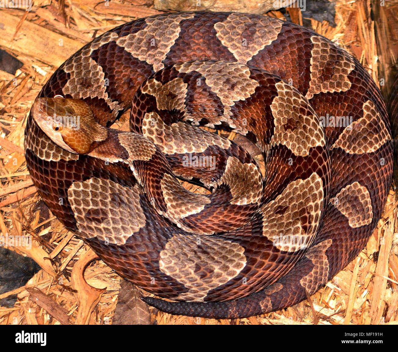 Northern copperhead snake (Agkistrodon contortrix mokasen), 2005. Immagine cortesia di centri per il controllo delle malattie (CDC) / Edward J. Wozniak. () Foto Stock