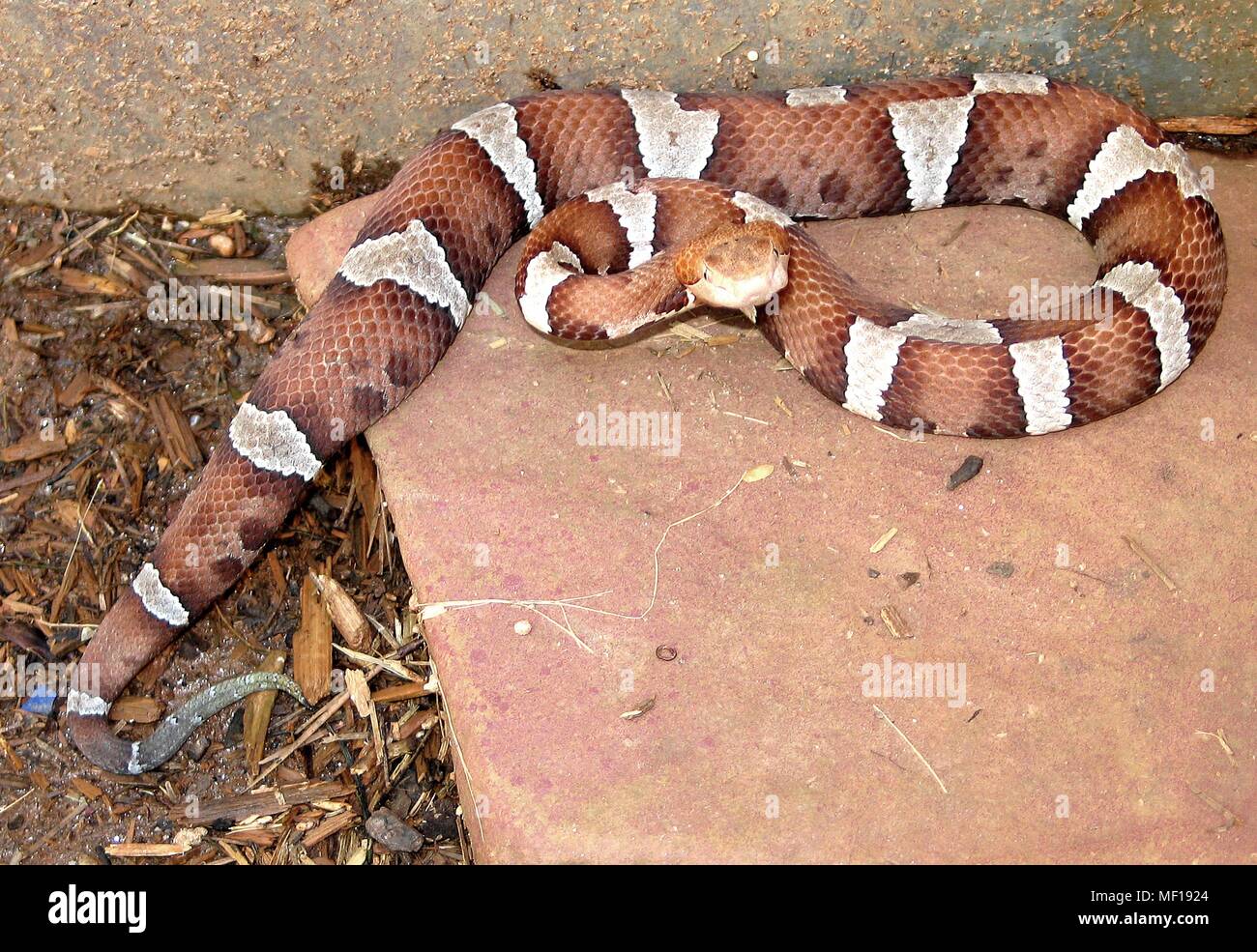 Trans-Pecos copperhead snake (Agkistrodon contortrix pictigaster), 2005. Immagine cortesia di centri per il controllo delle malattie (CDC) / Edward J. Wozniak. () Foto Stock
