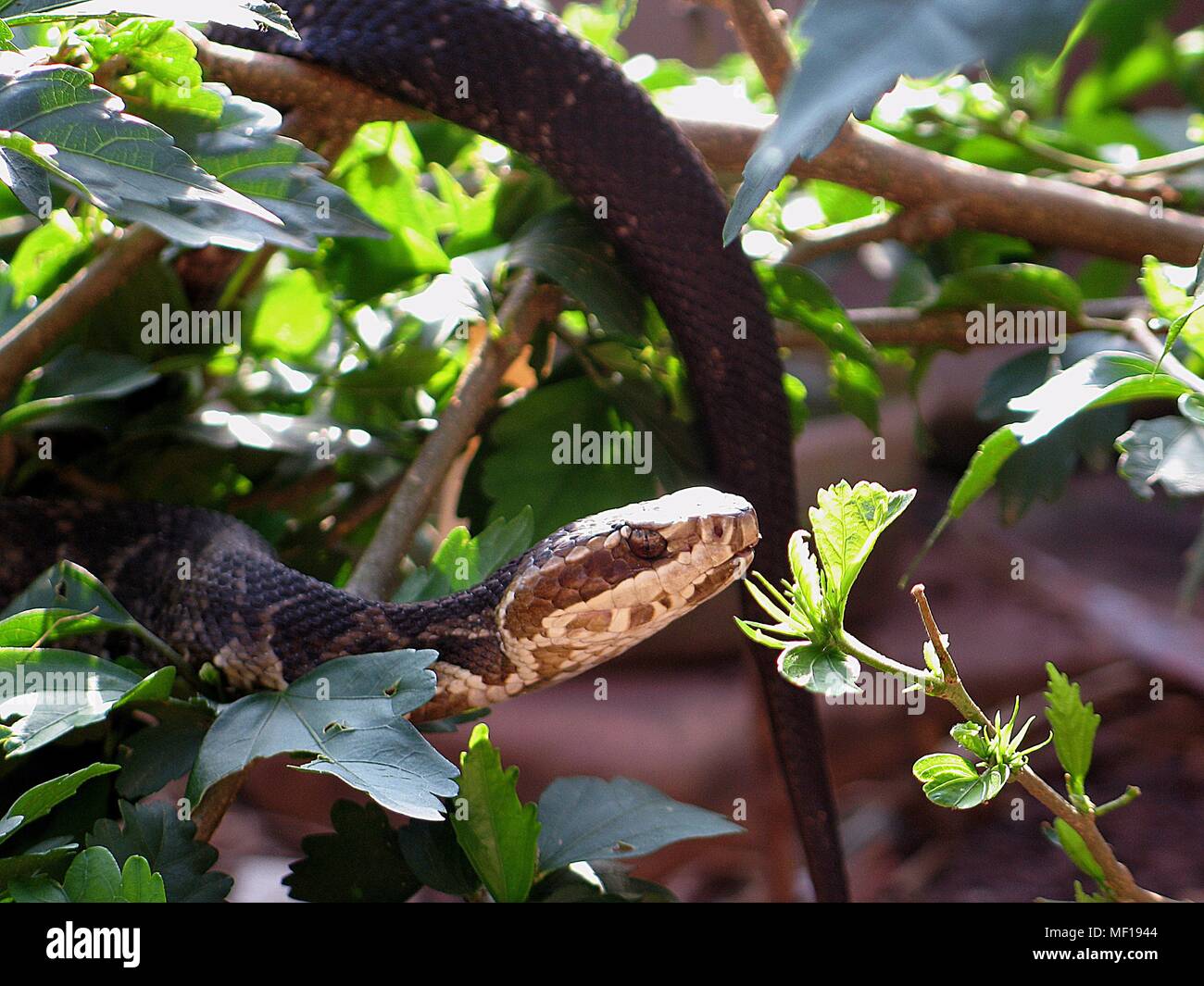 Florida cottonmouth snake (Agkistrodon p, 2005. conanti) arrampicandosi tra fogliame, Florida. Immagine cortesia di centri per il controllo delle malattie (CDC) / Edward J. Wozniak. () Foto Stock