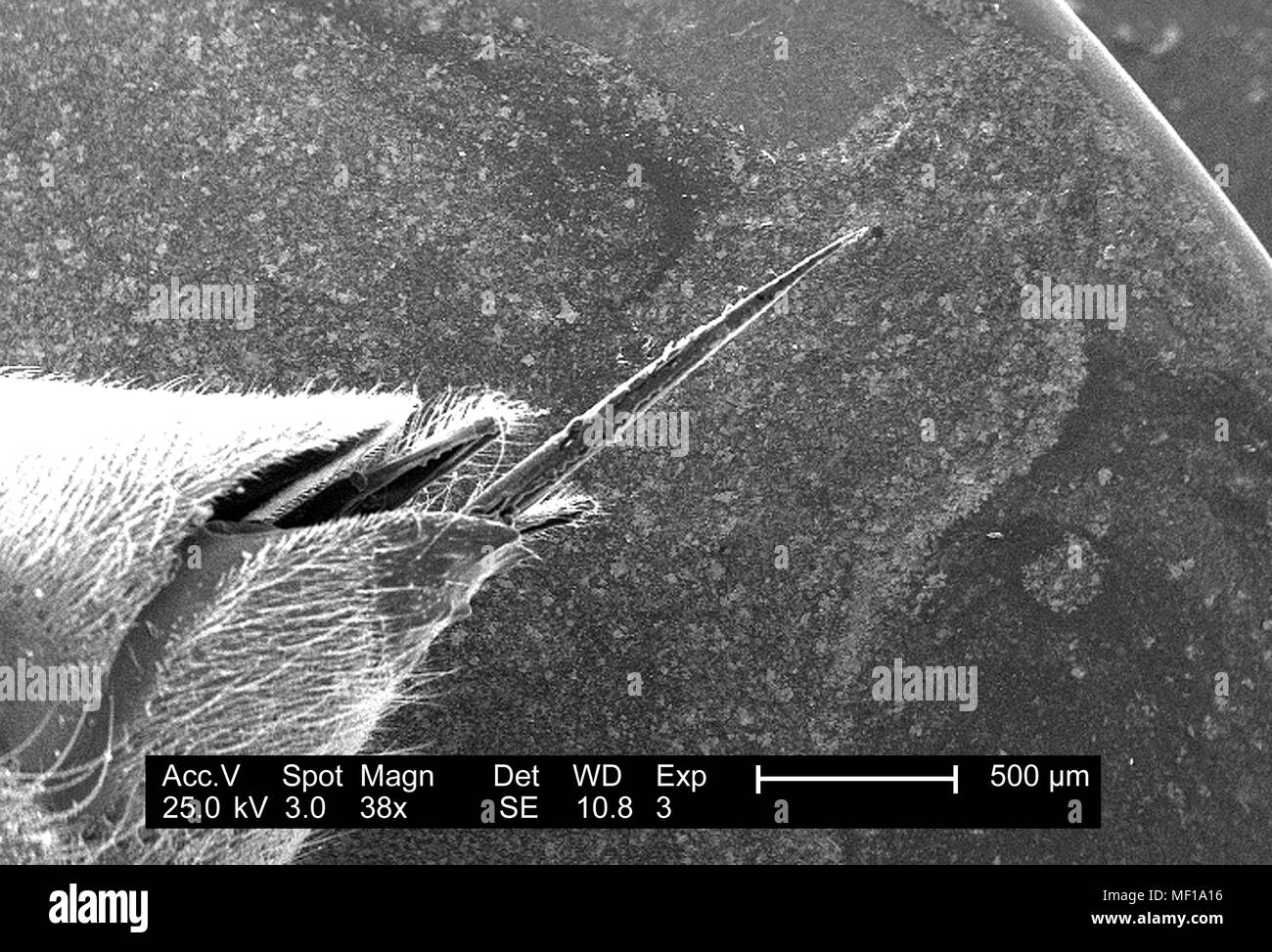 Ultrastrutturali dettagli morfologiche di bee stinger apparecchiatura illustrata in basso la scansione ingrandita al microscopio elettronico (SEM) immagine, 2005. Immagine cortesia di centri per il controllo delle malattie (CDC) / Janice Haney Carr, Oren Mayer. () Foto Stock