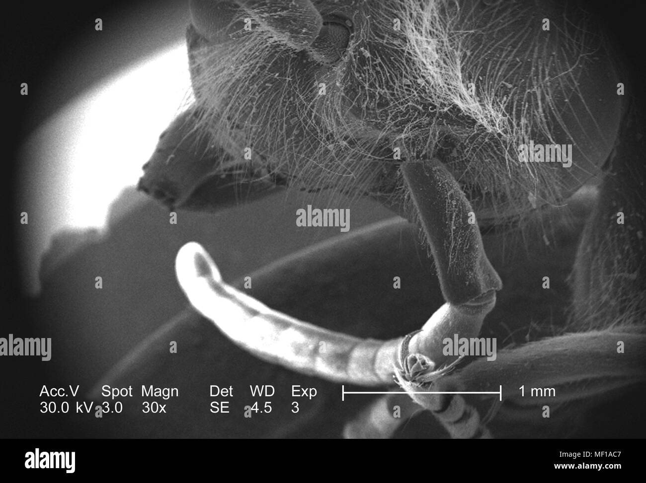 Dettagli morfologiche di un misterioso hymenopteran insetti testa e antenna, raffigurato in 30x di scansione ingrandita al microscopio elettronico (SEM) immagine, 2005. Immagine cortesia di centri per il controllo delle malattie (CDC) / Janice Haney Carr. () Foto Stock