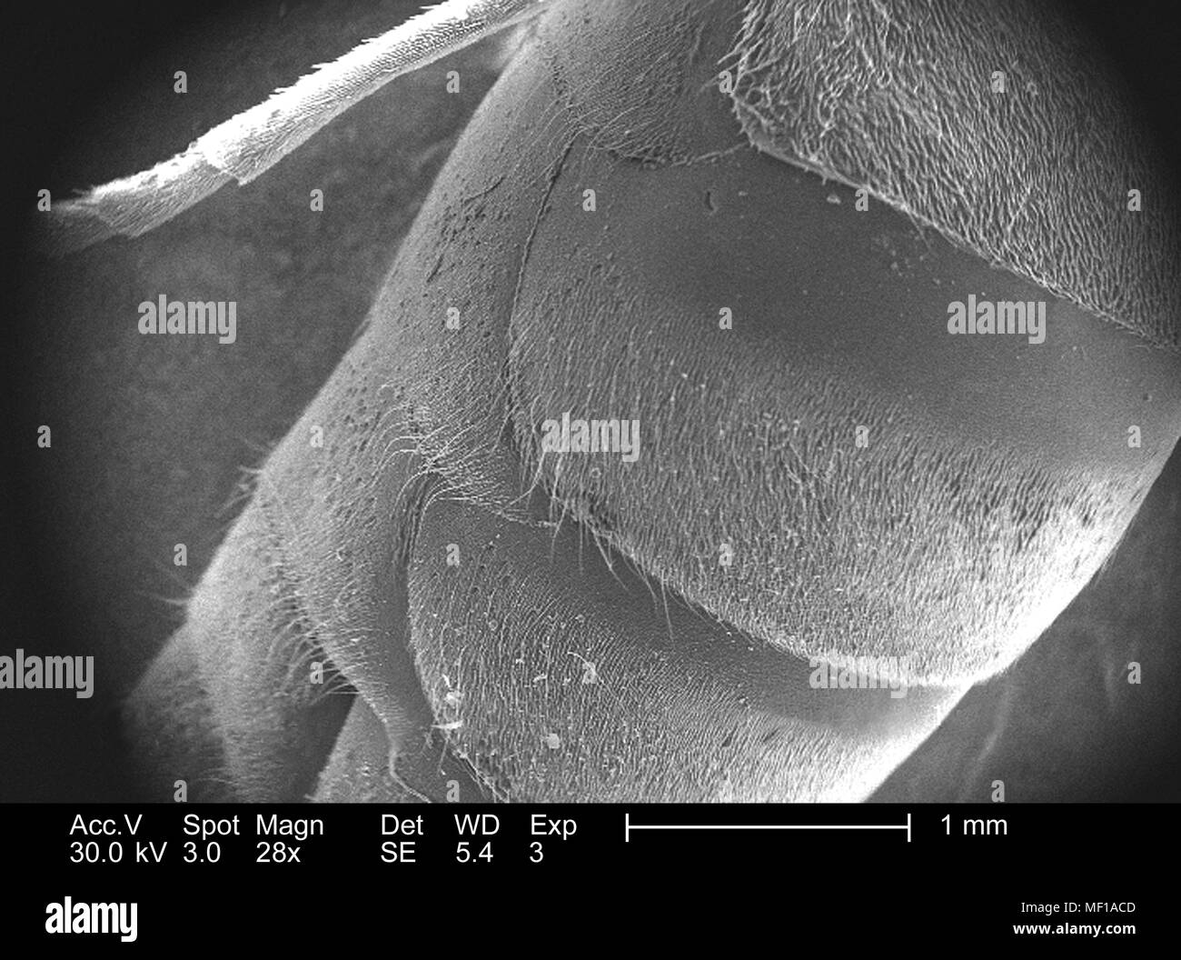 Dettagli morfologiche di un non identificato insetto hymenopteran trovati in Decatur, Georgia, raffigurato in 28x di scansione ingrandita al microscopio elettronico (SEM) immagine, 2005. Immagine cortesia di centri per il controllo delle malattie (CDC) / Janice Haney Carr. () Foto Stock
