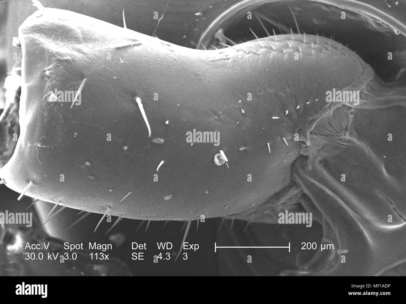 Primo segmento di un misterioso roach regione capo e antenna, raffigurato nella 113x di scansione ingrandita al microscopio elettronico (SEM) immagine, 2005. Immagine cortesia di centri per il controllo delle malattie (CDC) / Janice Haney Carr. () Foto Stock