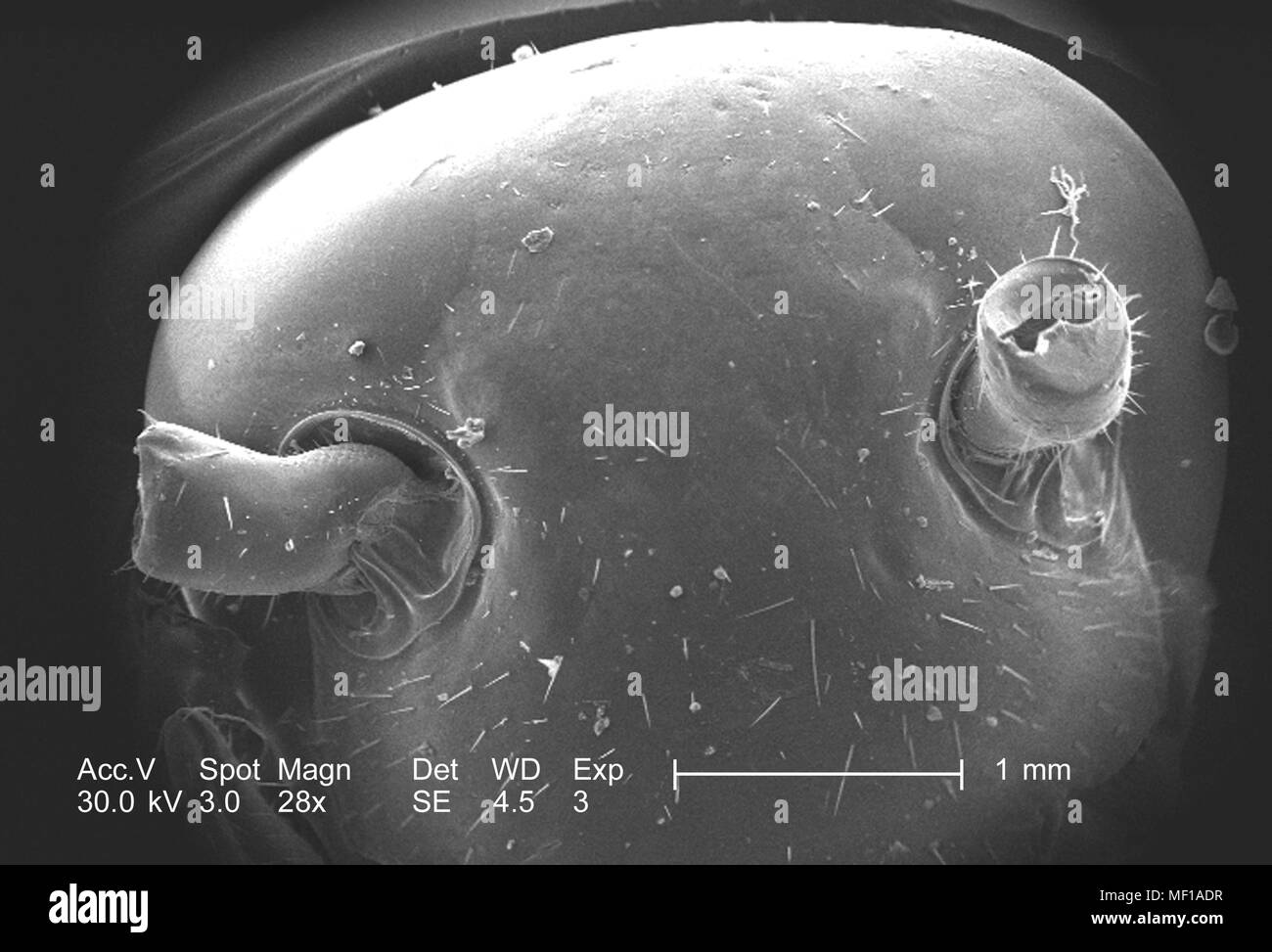 Alla regione della testa di un misterioso roach trovati in Decatur, Georgia, raffigurato in 28x di scansione ingrandita al microscopio elettronico (SEM) immagine, 2005. Immagine cortesia di centri per il controllo delle malattie (CDC) / Janice Haney Carr. () Foto Stock