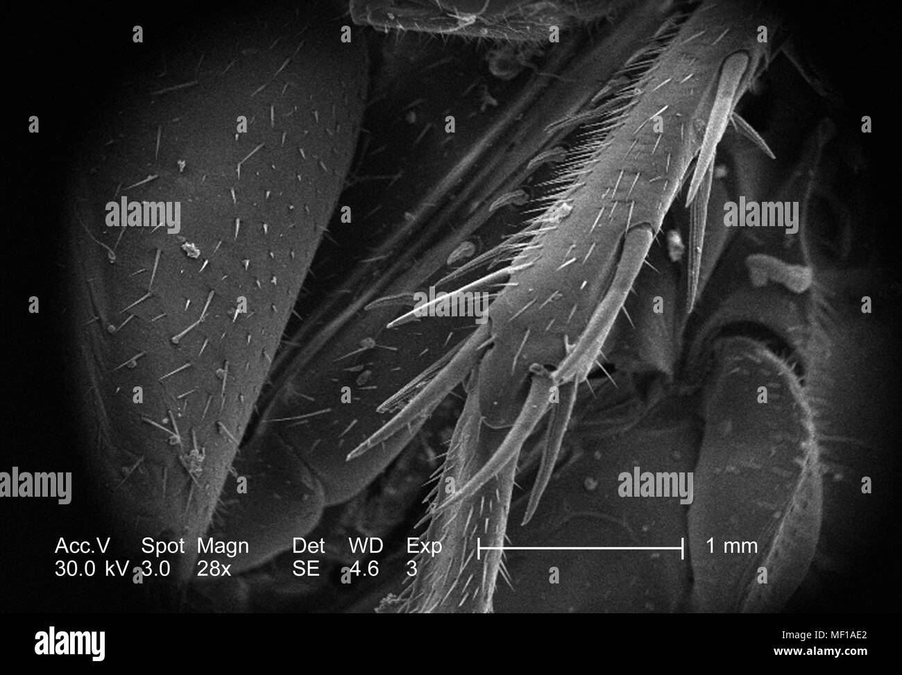 Morfologia anatomica in exoskeletal configurazione di un misterioso roach, raffigurato in 28x di scansione ingrandita al microscopio elettronico (SEM) immagine, 2005. Immagine cortesia di centri per il controllo delle malattie (CDC) / Janice Haney Carr. () Foto Stock