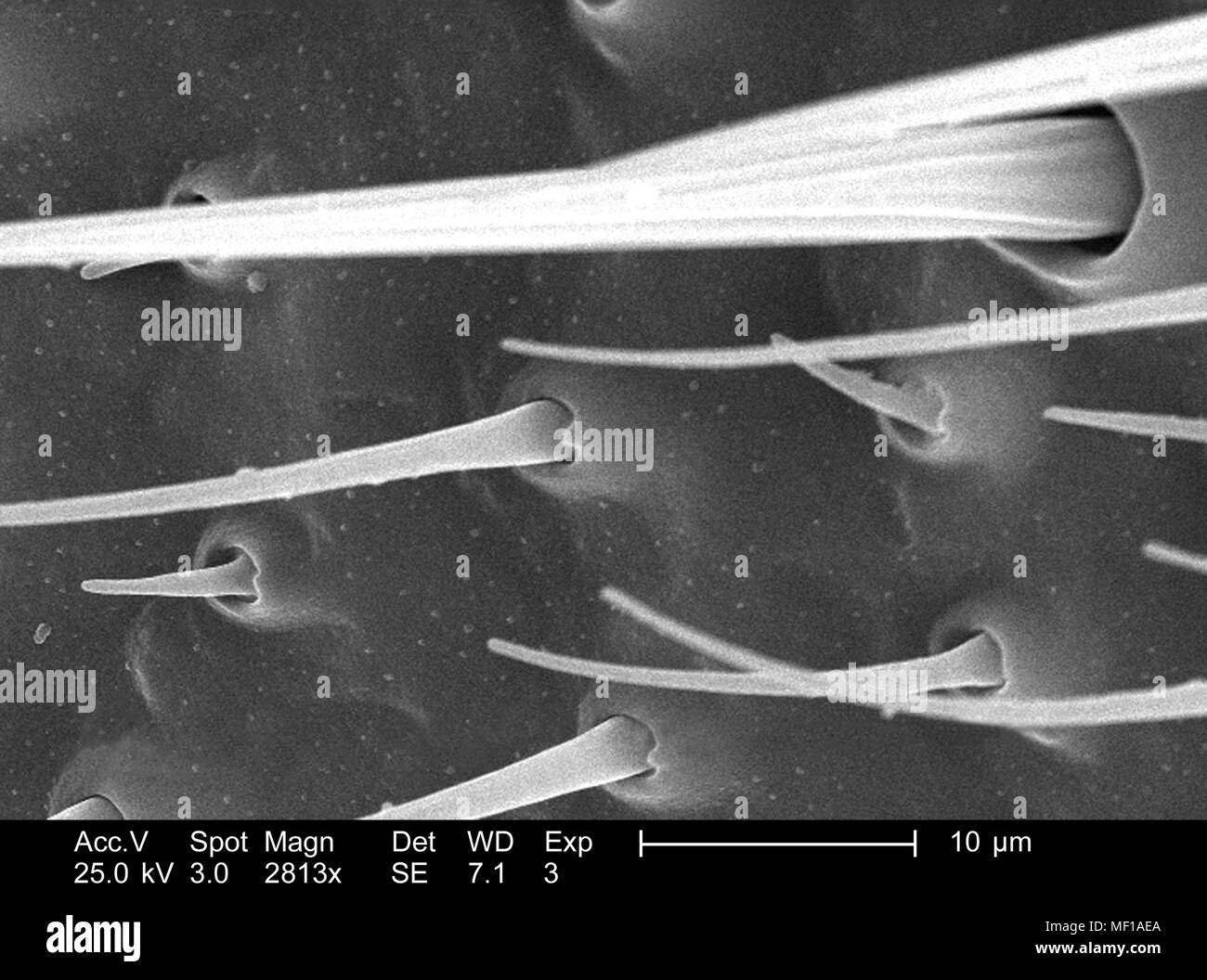 Dettagli ultrastrutturali e i peli sensoriali (Setae) di una antenna a forma di libellula, raffigurato nel 2813x di scansione ingrandita al microscopio elettronico (SEM) immagine, 2005. Immagine cortesia di centri per il controllo delle malattie (CDC) / Janice Haney Carr, Connie fiori. () Foto Stock