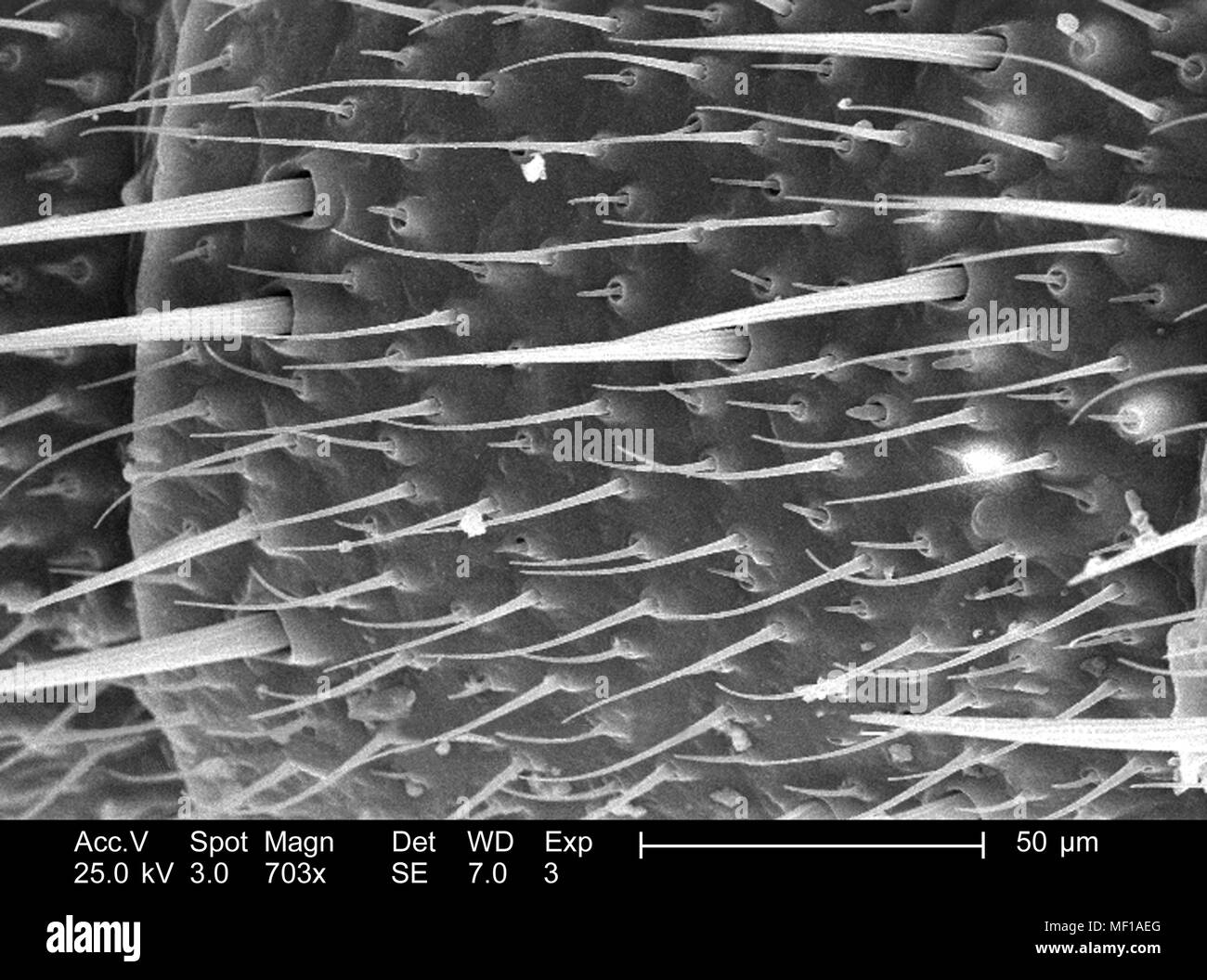 Dettagli ultrastrutturali e i peli sensoriali (Setae) di una antenna a forma di libellula, raffigurato nella 703x di scansione ingrandita al microscopio elettronico (SEM) immagine, 2005. Immagine cortesia di centri per il controllo delle malattie (CDC) / Janice Haney Carr, Connie fiori. () Foto Stock
