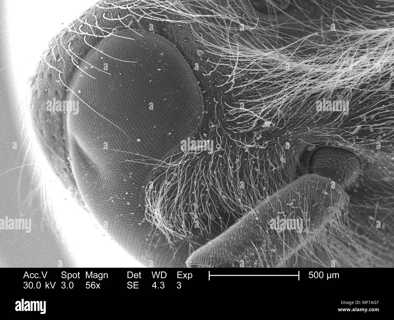 Dettagli morfologiche di un misterioso hymenopteran insetti testa e antenna, raffigurato in 56x di scansione ingrandita al microscopio elettronico (SEM) immagine, 2005. Immagine cortesia di centri per il controllo delle malattie (CDC) / Janice Haney Carr. () Foto Stock