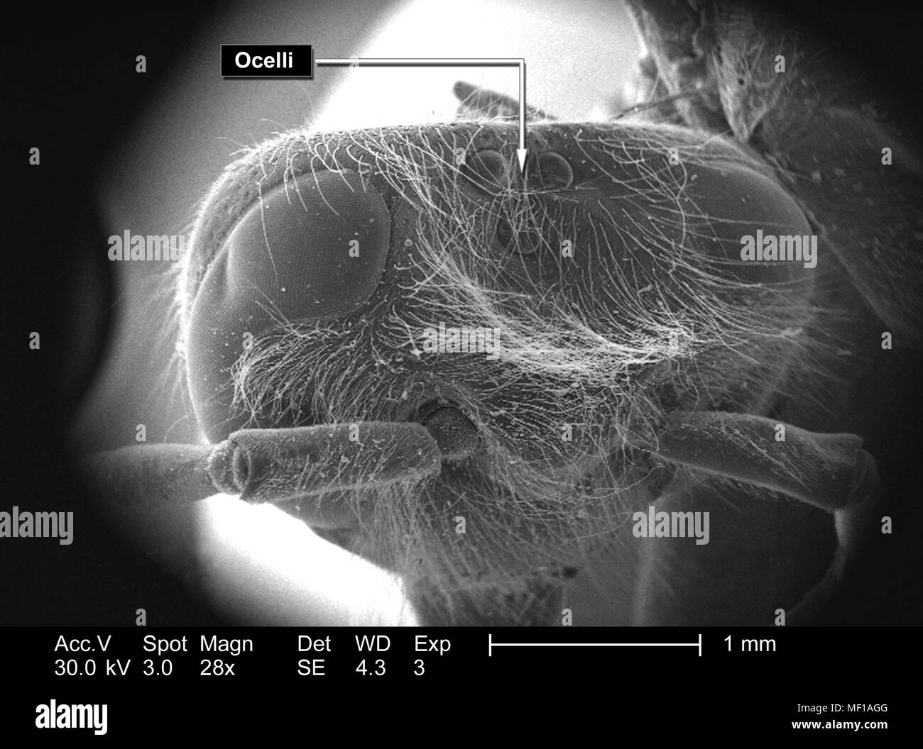 Alla regione della testa di un misterioso hymenopteran insetto, raffigurato in 28x di scansione ingrandita al microscopio elettronico (SEM) immagine, 2005. Immagine cortesia di centri per il controllo delle malattie (CDC) / Janice Haney Carr. () Foto Stock