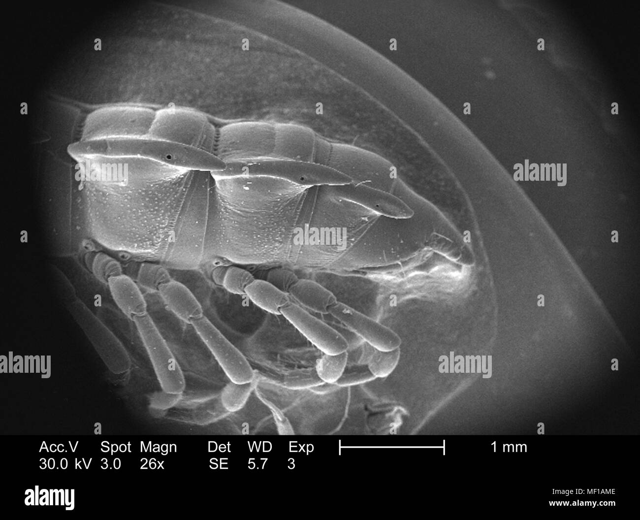 Dettagli morfologiche di un misterioso millepiedi exoskeletal cuticola copertura, raffigurato in 26x di scansione ingrandita al microscopio elettronico (SEM) immagine, 2005. Immagine cortesia di centri per il controllo delle malattie (CDC) / Janice Haney Carr, Oren Mayer. () Foto Stock