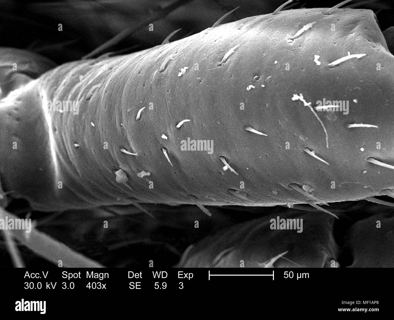 Chitinous appendicular exoskeletal cuticola di un misterioso millepiedi, raffigurato nella 403x di scansione ingrandita al microscopio elettronico (SEM) immagine, 2005. Immagine cortesia di centri per il controllo delle malattie (CDC) / Janice Haney Carr, Oren Mayer. () Foto Stock