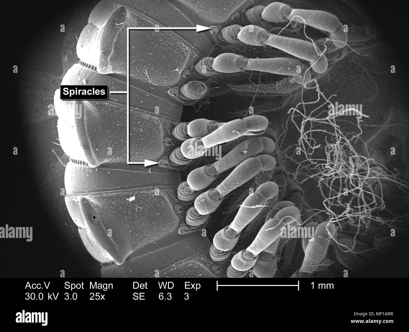 Caratteristiche morfologiche di un millepiedi non identificato il corpo segmentata, raffigurato in 25x di scansione ingrandita al microscopio elettronico (SEM) immagine, 2005. Immagine cortesia di centri per il controllo delle malattie (CDC) / Janice Haney Carr, Oren Mayer. () Foto Stock