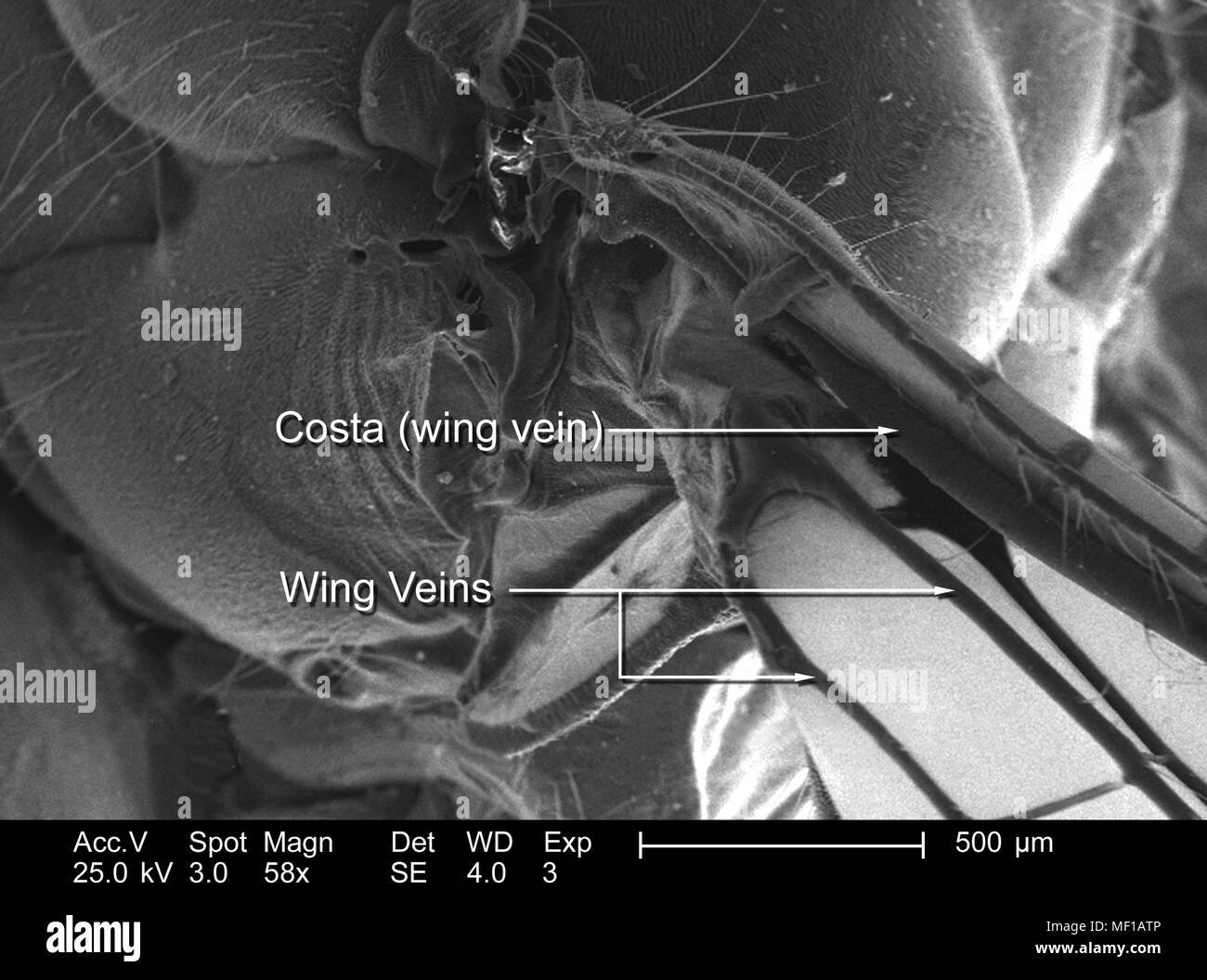 Dettagli morfologiche trovato su una libellula ala, raffigurato in 58x di scansione ingrandita al microscopio elettronico (SEM) immagine, 2005. Immagine cortesia di centri per il controllo delle malattie (CDC) / Janice Haney Carr, Connie fiori. () Foto Stock