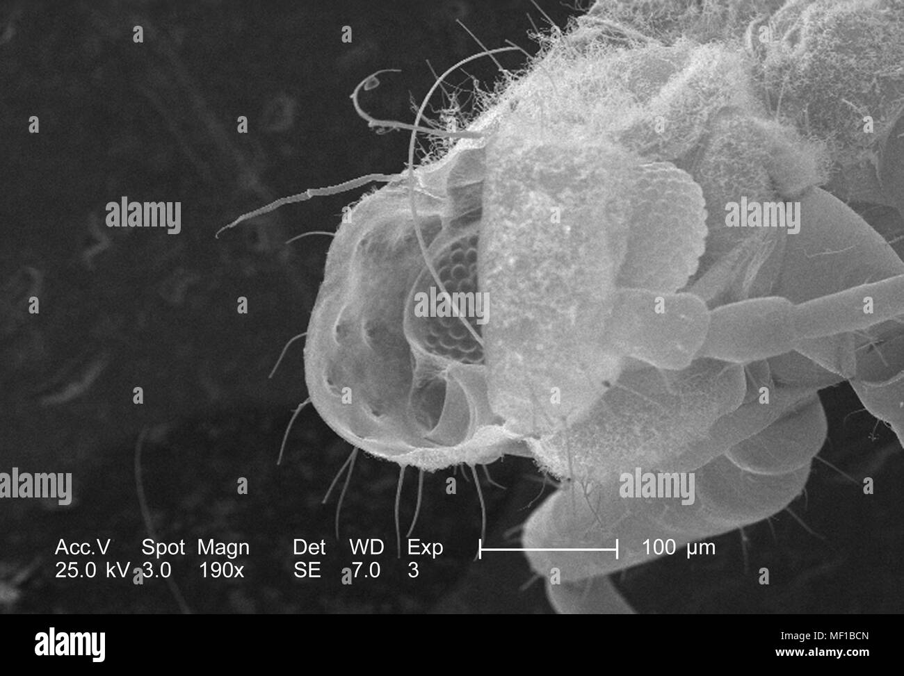 Piccolo insetto non identificato presente su dragonfly exoskeletal superficie, ha rivelato nel 190x di scansione ingrandita al microscopio elettronico (SEM) immagine, 2005. Immagine cortesia di centri per il controllo delle malattie (CDC) / Janice Haney Carr, Connie fiori. () Foto Stock